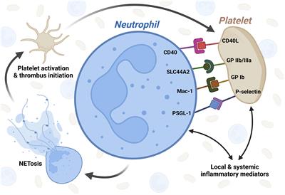 Platelet-neutrophil interaction in COVID-19 and vaccine-induced thrombotic thrombocytopenia